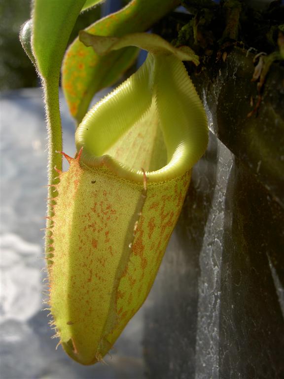 Nepenthes talangensis x veitchii